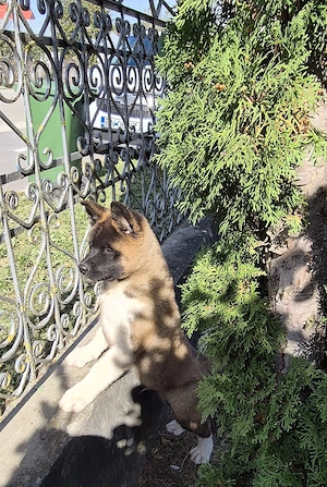Puiuț Akita American  - imagine 2