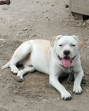 American Staffordshire Terrier(Amstaff) - imagine 2