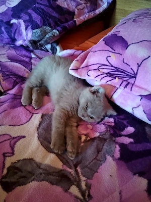 Motanel british shorthair - imagine 3