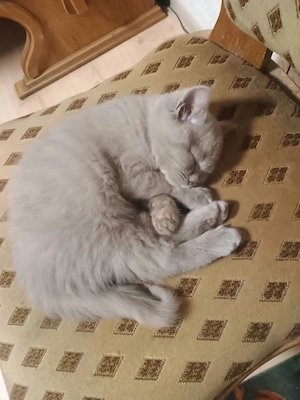 Motanel british shorthair - imagine 2
