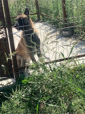 vand caine ciobanesc belgian malinois  - imagine 2
