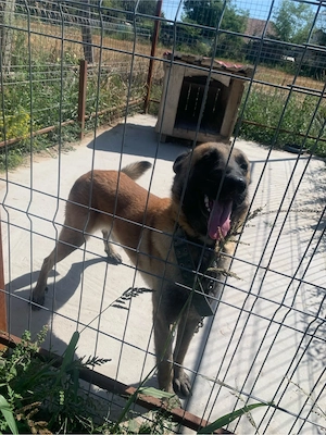 vand caine ciobanesc belgian malinois 