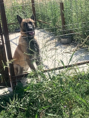 vand caine ciobanesc belgian malinois  - imagine 3