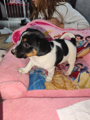 Femele jack russle terrier - imagine 3