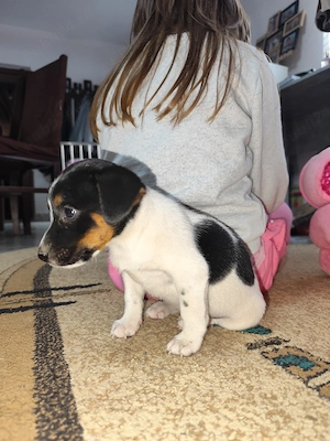 Femele jack russle terrier - imagine 5