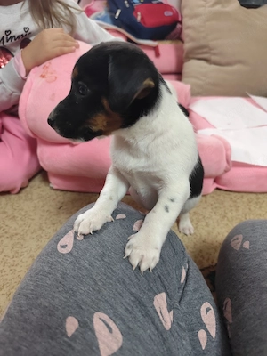 Femele jack russle terrier - imagine 2