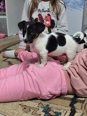 Femele jack russle terrier