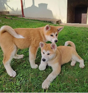 Căței Akita Inu cu pedigree