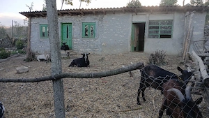 casa din piatra(96 ani)impozit scazut 25%, 42km de Mangalia - imagine 3