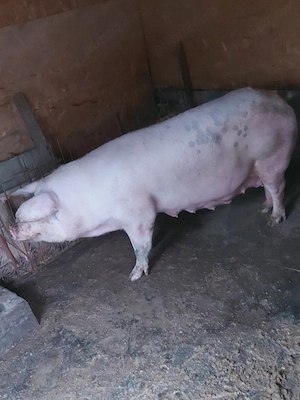 vand purcea de 2 ani pret 8 lei kg sau 2000 lei