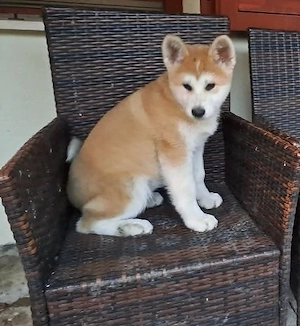 Căței Akita Inu cu pedigree - imagine 5