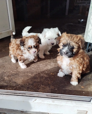 Vând 3 puiți de bichon 2 fetițe și un băiețel tare jucăuși și năzdrăvani perfecti pentru copii 