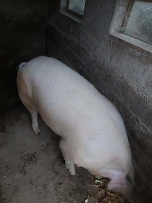 vand porc pt taiat are 180-200 kg pret 15 lei kg - imagine 3