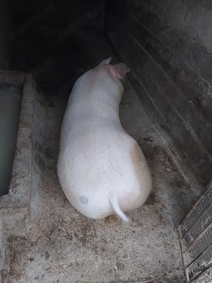 vand porc pt taiat are 180-200 kg pret 15 lei kg - imagine 2