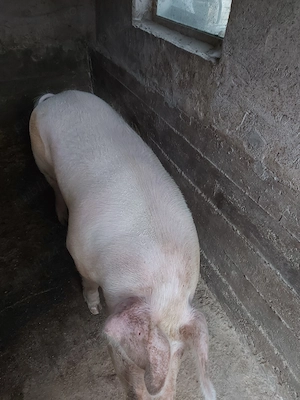vand porc pt taiat are 180-200 kg pret 15 lei kg - imagine 4