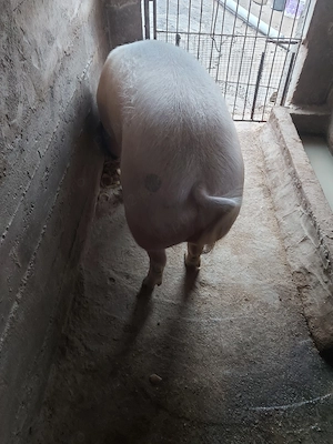 vand porc pt taiat are 180-200 kg pret 15 lei kg - imagine 5