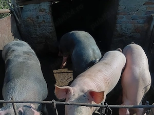 Porci de vanzare - imagine 2