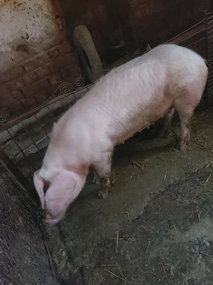 vand purcea landras fatata o data cu 18 mameloane - imagine 3