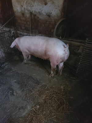 vand purcea landras fatata o data cu 18 mameloane