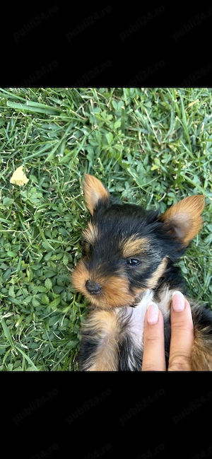 Fetița Yorkshire terrier  - imagine 2
