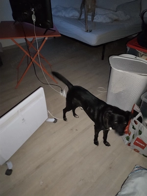 Caut de închiriat Pet friendly 