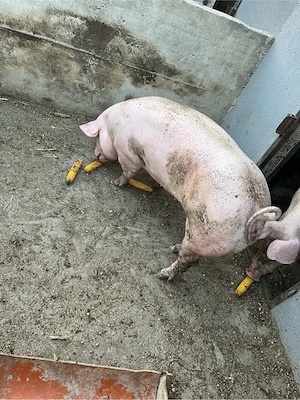 porci de vanzare - imagine 5
