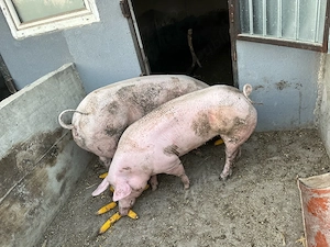 porci de vanzare