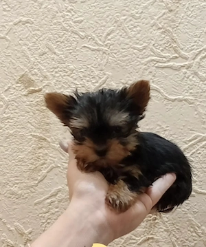 Yorkshire terrier baiat  - imagine 2