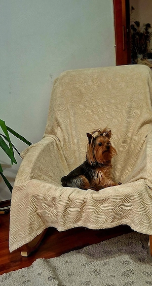 Yorkshire terrier baiat 