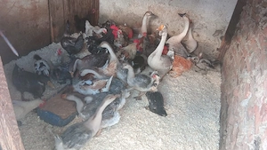 vănd urgent păsări 100 lei buc