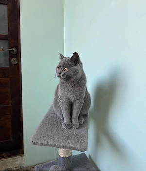 British shorthair, baiețel - imagine 2