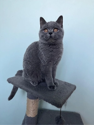 British shorthair, baiețel - imagine 4
