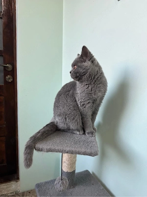 British shorthair, baiețel - imagine 3