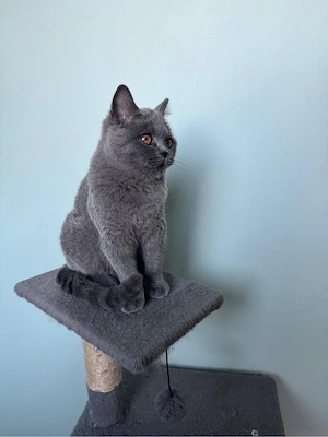British shorthair, baiețel - imagine 5