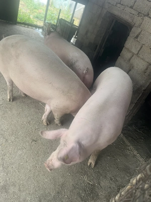 Porci de vânzare - imagine 2