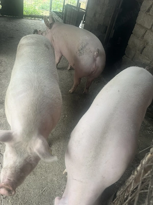 Porci de vânzare - imagine 3