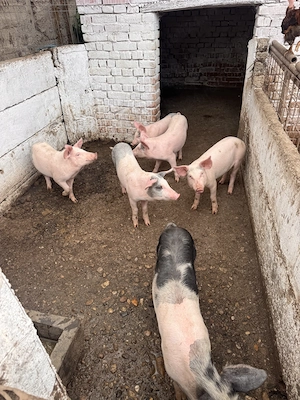 Vand purcei si porci grasi - imagine 2