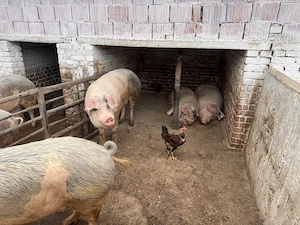 Vand purcei si porci grasi - imagine 4