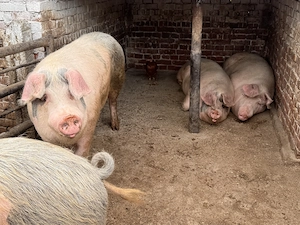 Vand purcei si porci grasi - imagine 5