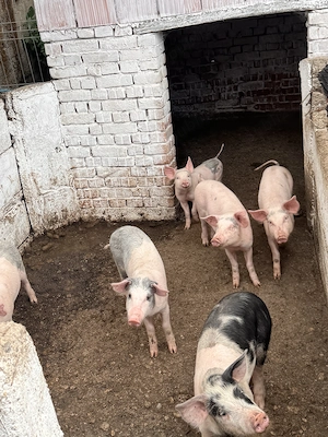 Vand purcei si porci grasi - imagine 3