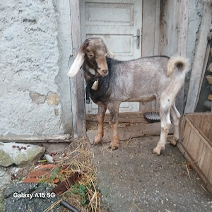 Capre de vanzare 