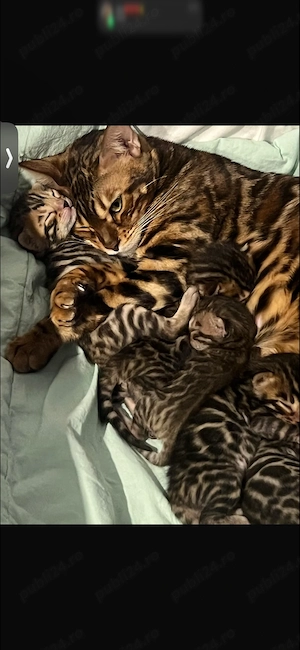 Pisica bengal frumusețe exotică  - imagine 3