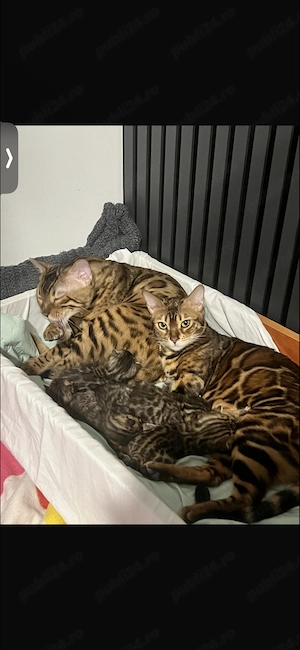 Pisica bengal frumusețe exotică  - imagine 4