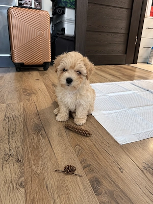 Caniche poodle champagne  - imagine 3