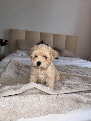 Caniche poodle champagne 