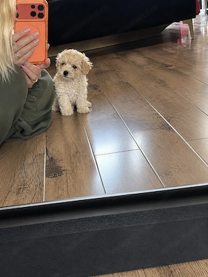 Caniche poodle champagne  - imagine 2