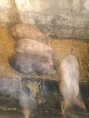 Vând porci din rasa Marele Alb, în vârstă de 4 luni - imagine 2