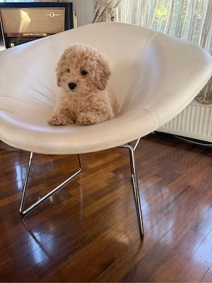 Fetita Maltipoo apricot,jucăușa și afectuos - imagine 5