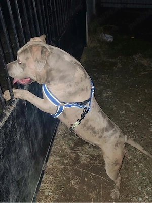 Femela American bully ABKC - imagine 3