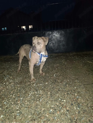 Femela American bully ABKC - imagine 4